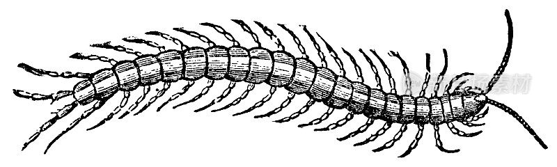 巨型蜈蚣(学名:Scolopendra Lucasii) - 19世纪